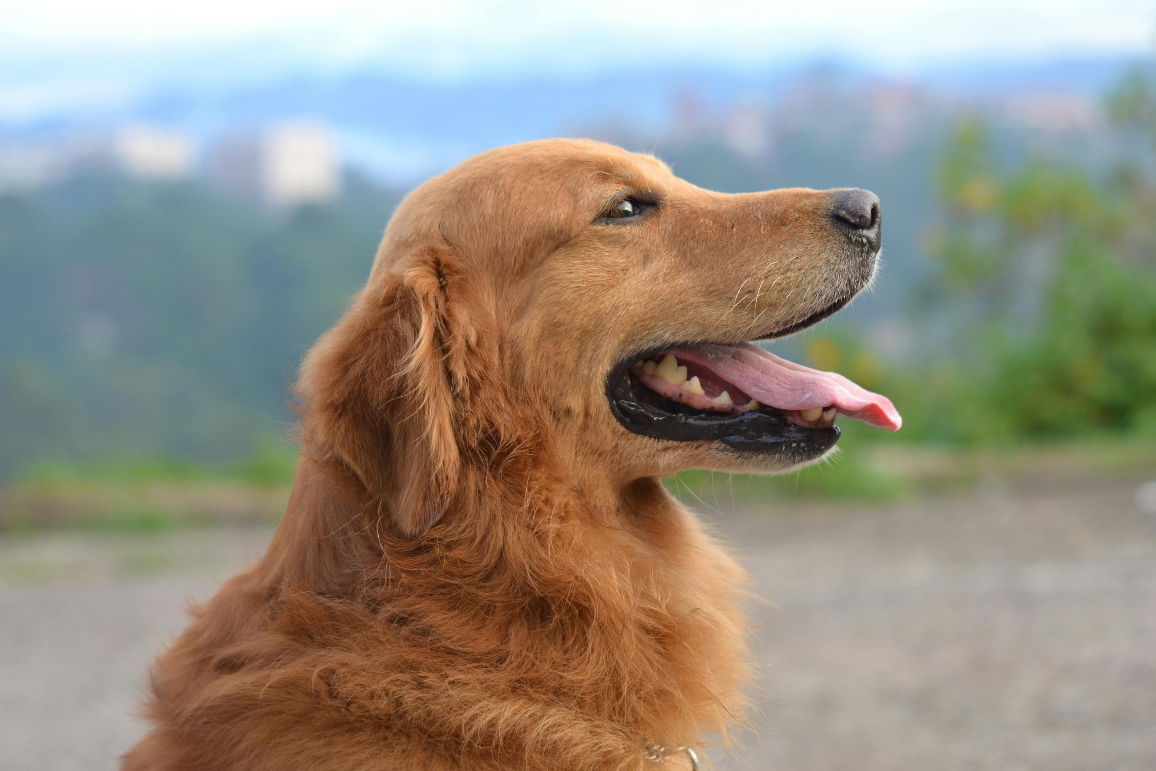 Golden Retriever im Portrait