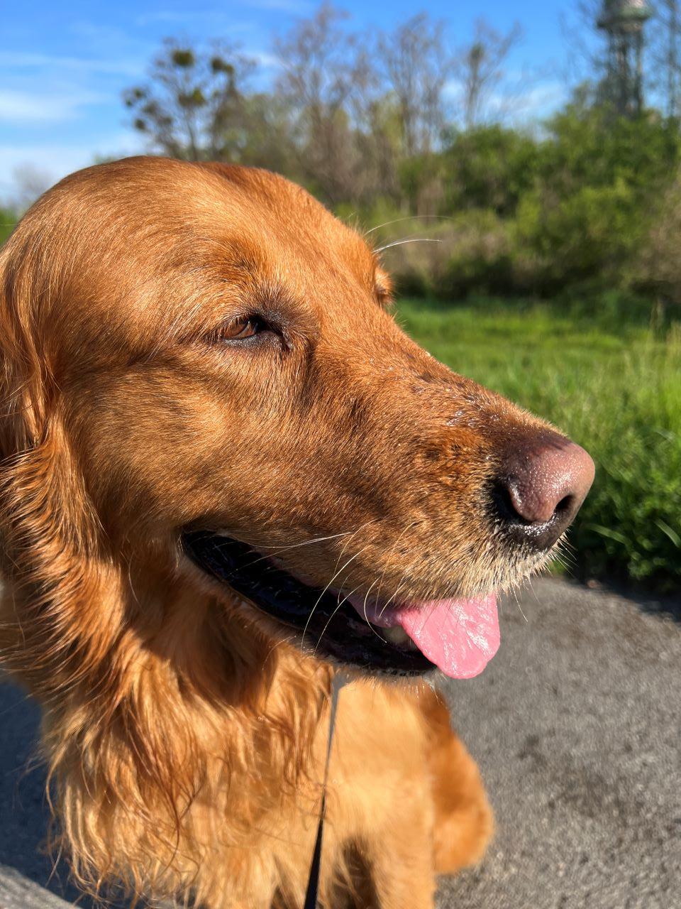 Golden Retriever im Porträt