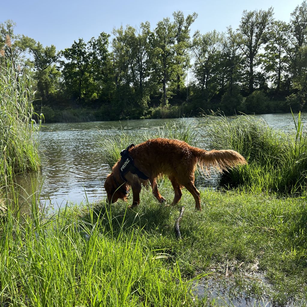 Golden Retriever beim Spielen