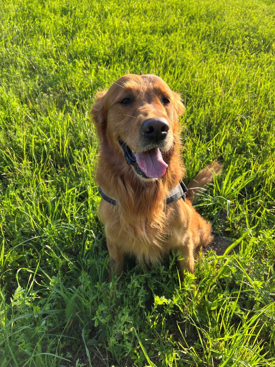 Golden Retriever im Gras