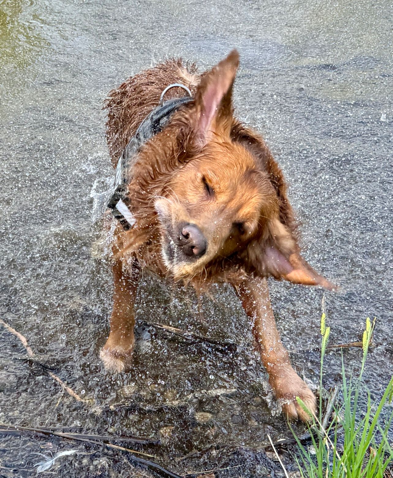 Golden Retriever nach dem Baden