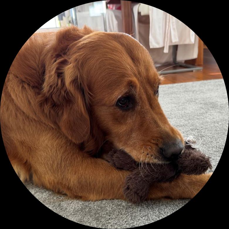 Golden Retriever mit seinem Puppi