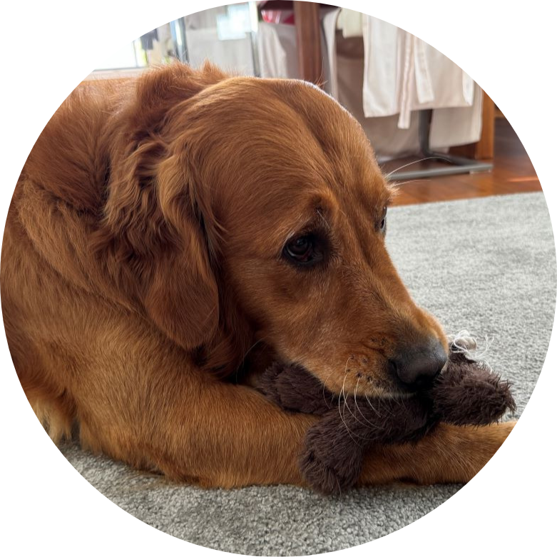 Golden Retriever mit seinem Puppi